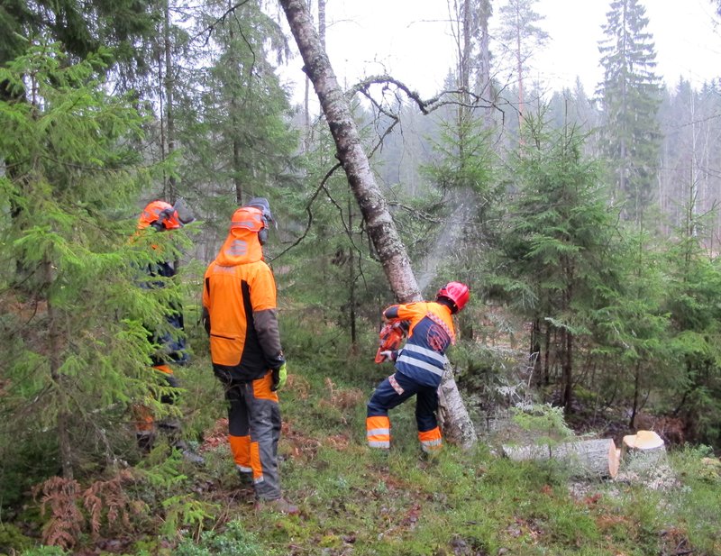 Pelastuslaitoksen työntekijöitä raivaamassa myrskytuhoja metsässä.